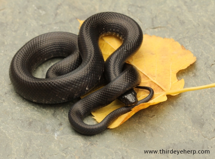 Mexican Black Kingsnake